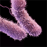 Salmonella Bacteria Testing in Food