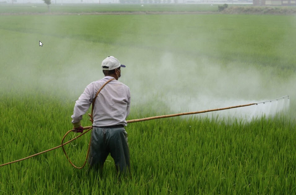 Man in field spraying pesticides on rice crop